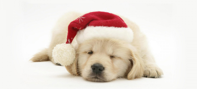 你養(yǎng)寵物嗎？千萬(wàn)別這么喂它們。